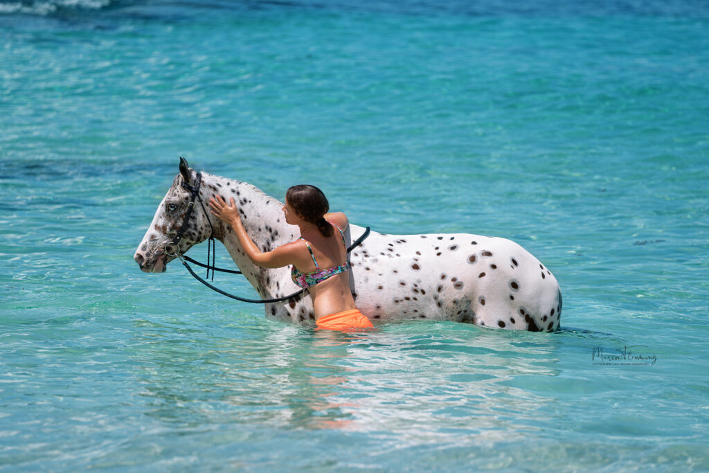 Pferdefotografie auf den Seychellen